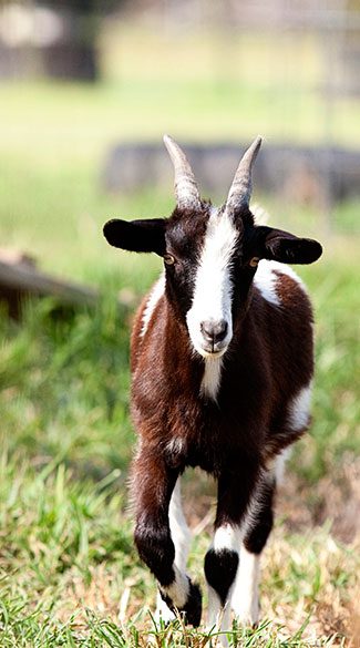 Goat at farm in Tabor City, NC