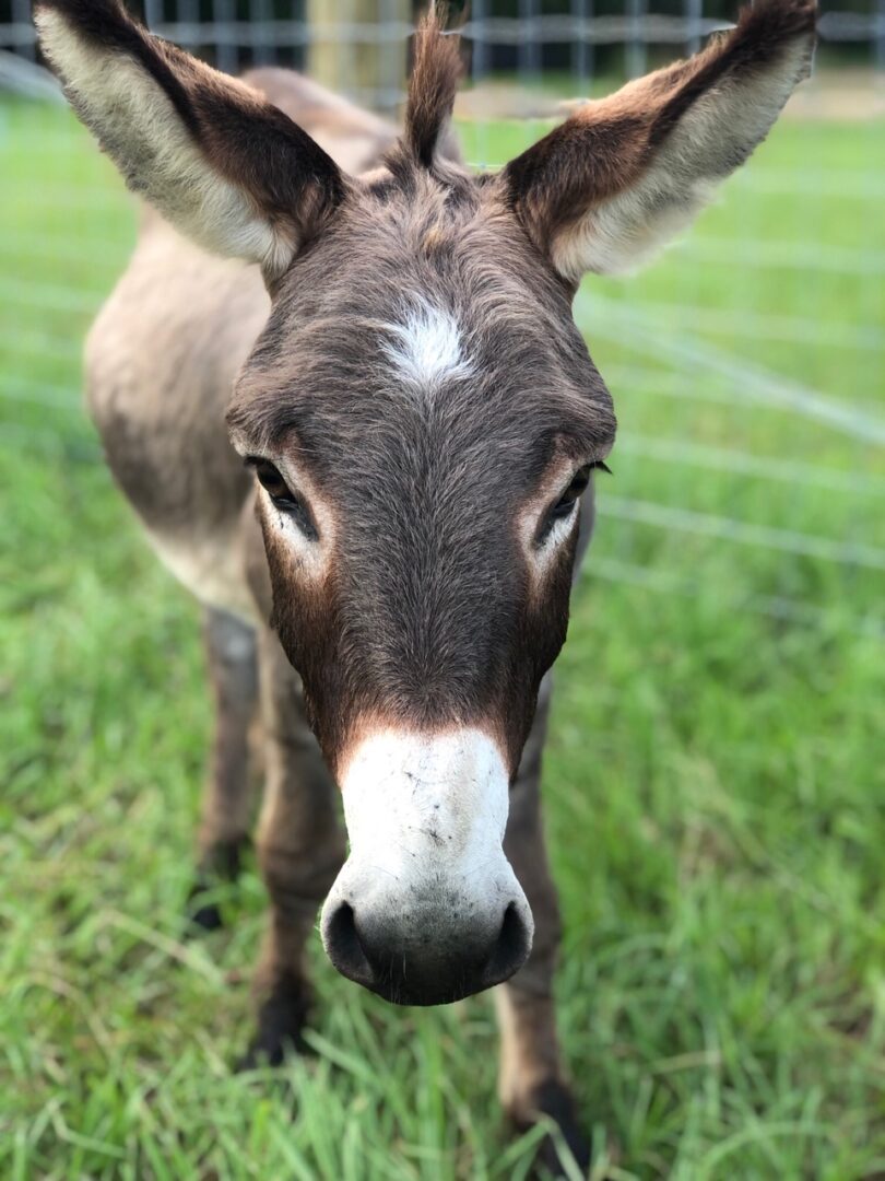Donkey - Thompson Farm & Nursery