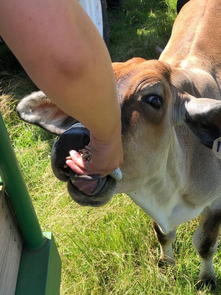 Feeding Cow