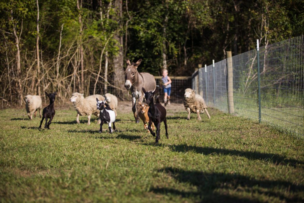 Thompson Farm (32 of 144) Thompson Farm at Brickyard Plantation